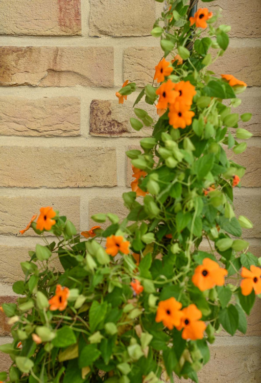 Referenz 41 | Klinkerwerke Muhr